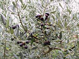 051020_olive-a-picille-firenze.jpg